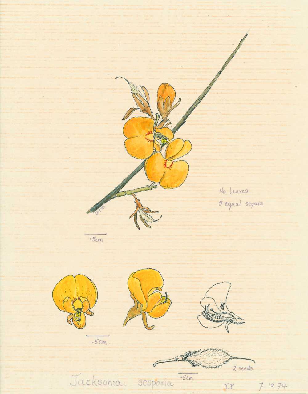 Jacksonia scoparia | depiction by Sylvia Seiler, Killara, West Boondooma | Queensland Native Seeds