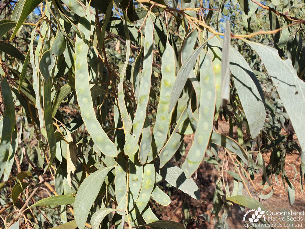 Acacia bancroftiorum | pods, phyllodes | Queensland Native Seeds