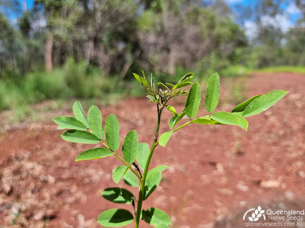 Indigofera australis | terminal growth | Queensland Native Seeds