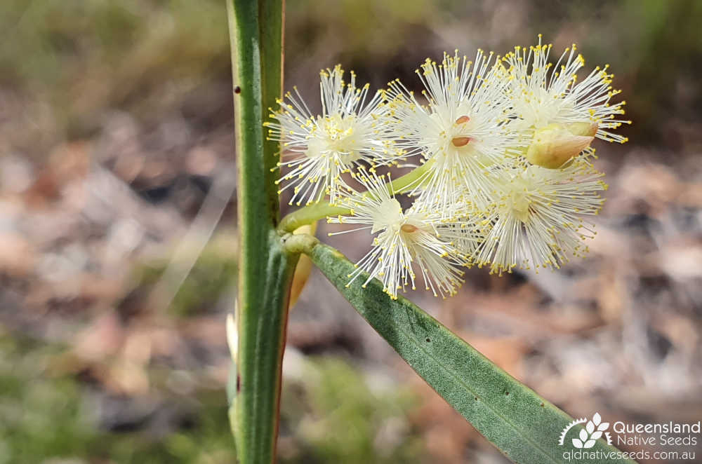 Acacia suaveolens | inflorescence | Queensland Native Seeds