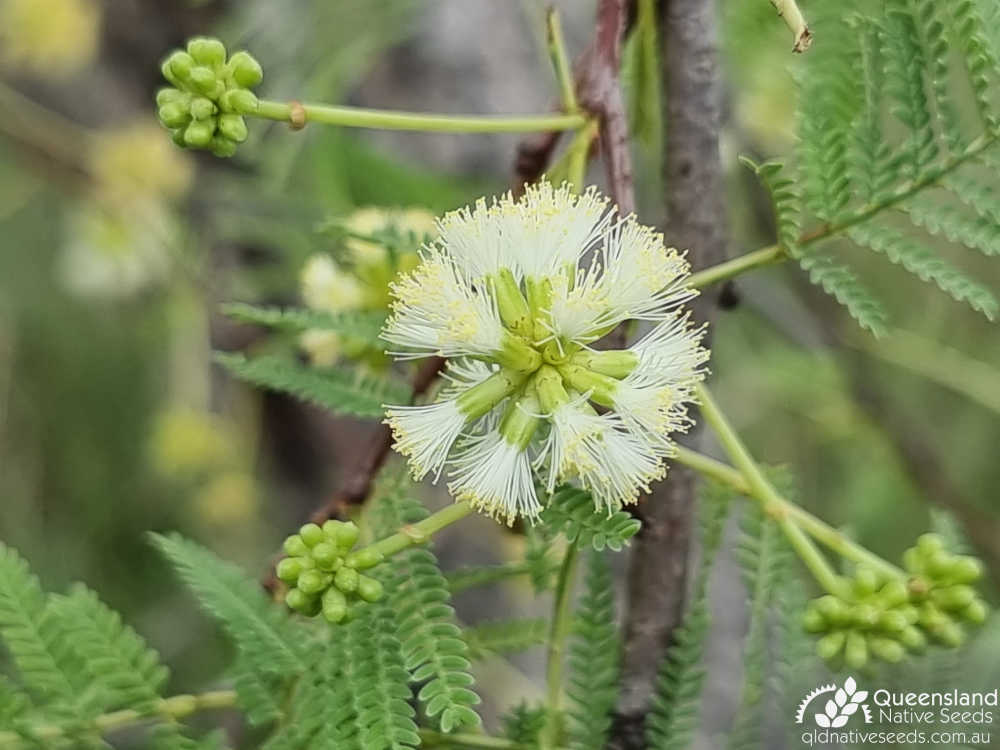 Vachellia bidwillii | inflorescence | Queensland Native Seeds