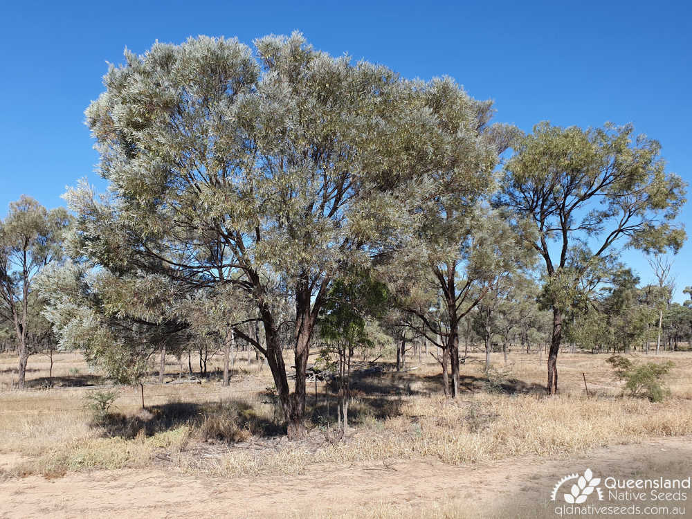 Acacia cambagei | habit | Queensland Native Seeds