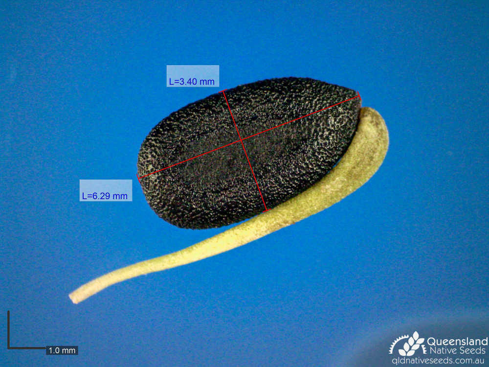 Acacia hyaloneura | microscope | Queensland Native Seeds