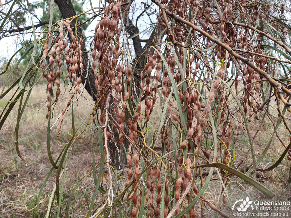 Acacia stenophylla | fruit | Queensland Native Seeds