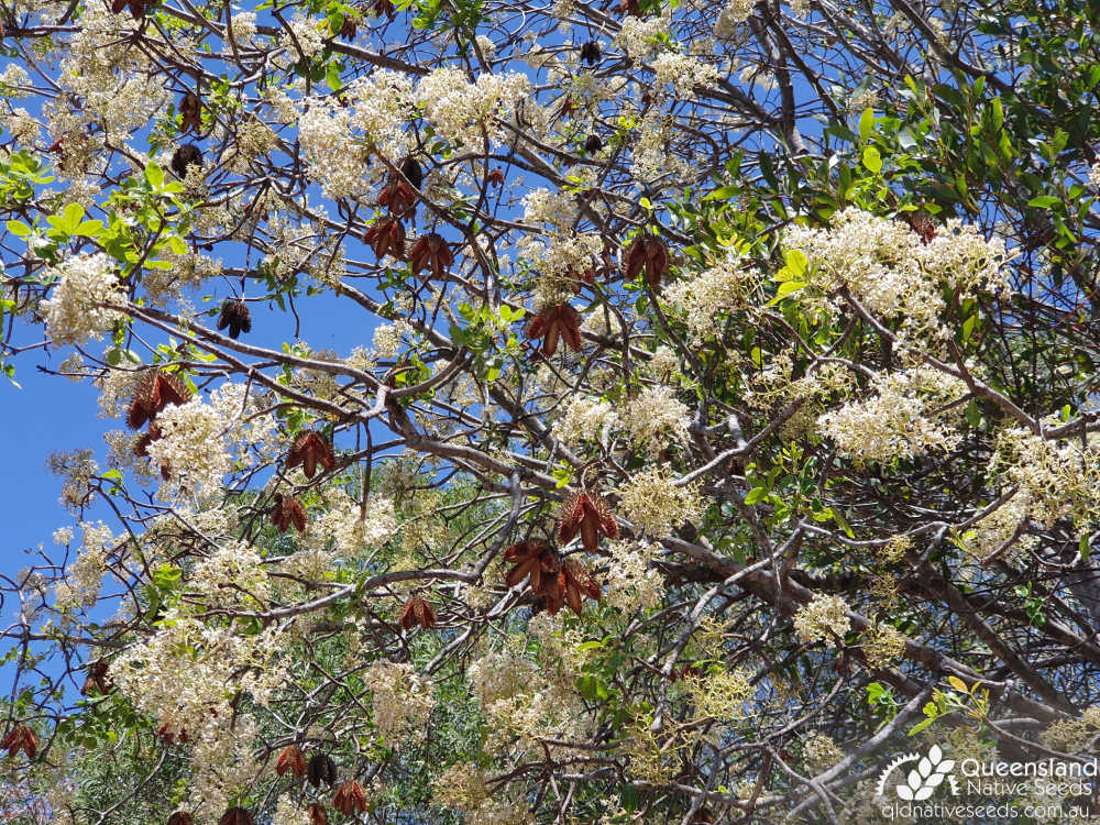Flindersia australis | canopy, inflorescence | Queensland Native Seeds