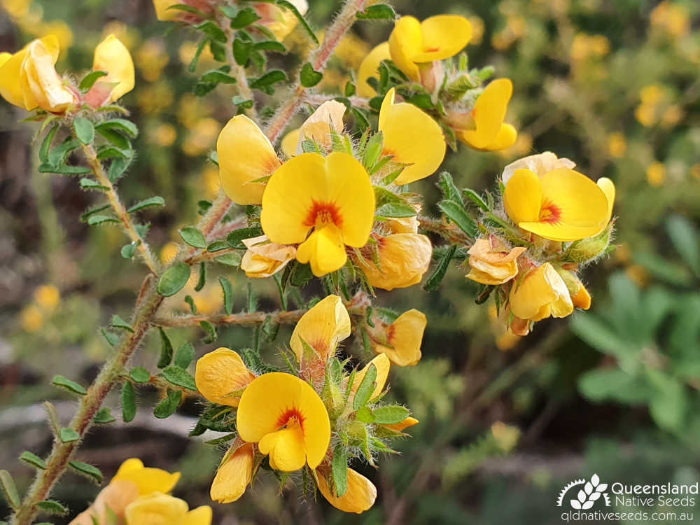 Pultenaea villosa | inflorescence | Queensland Native Seeds