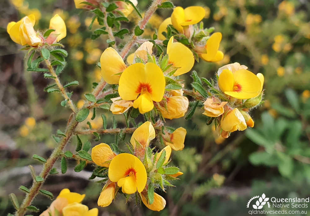 Pultenaea Villosa Hairy Bush Pea Plant Profiles Queensland Native Seeds 6642