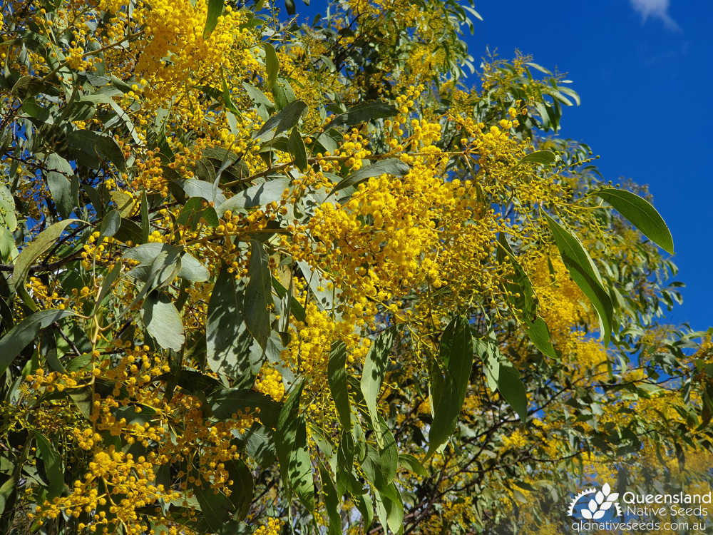 Acacia bancroftiorum | inflorescence, phyllodes, habit | Queensland Native Seeds
