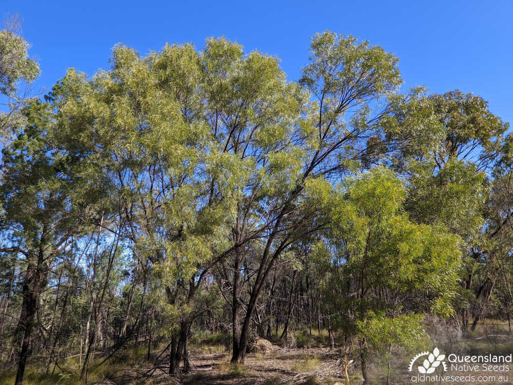 Acacia sparsiflora | habit, habitat | Queensland Native Seeds