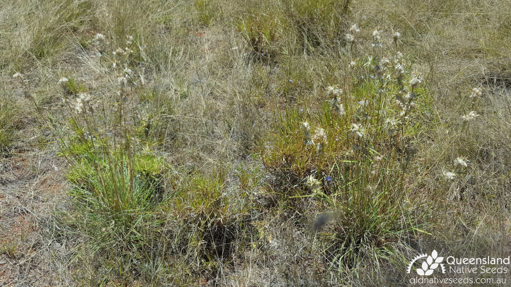 Cymbopogon obtectus | habit | Queensland Native Seeds