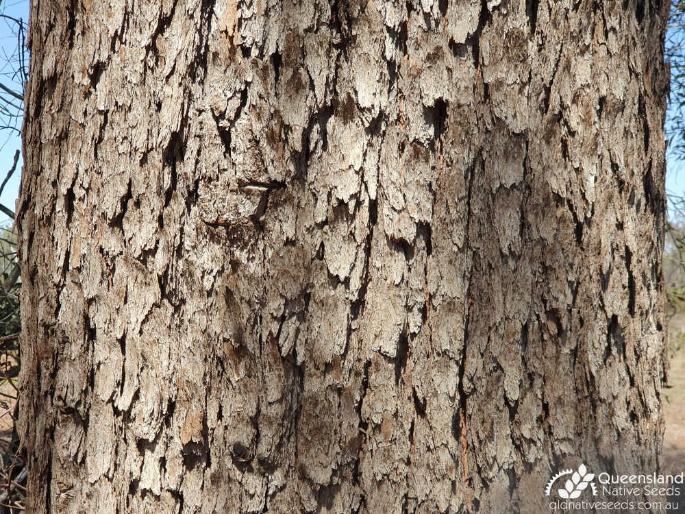 Corymbia trachyphloia | bark | Queensland Native Seeds