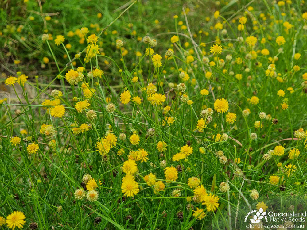 Calotis lappulacea | inflorescence | Queensland Native Seeds