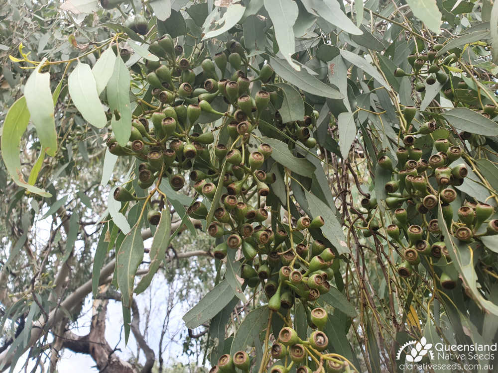 Eucalyptus orgadophila | fruit | Queensland Native Seeds