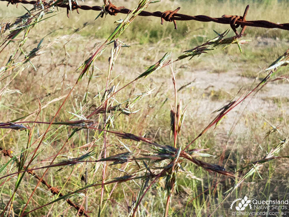 Cymbopogon refractus | inflorescence beside actual barbed wire | Queensland Native Seeds
