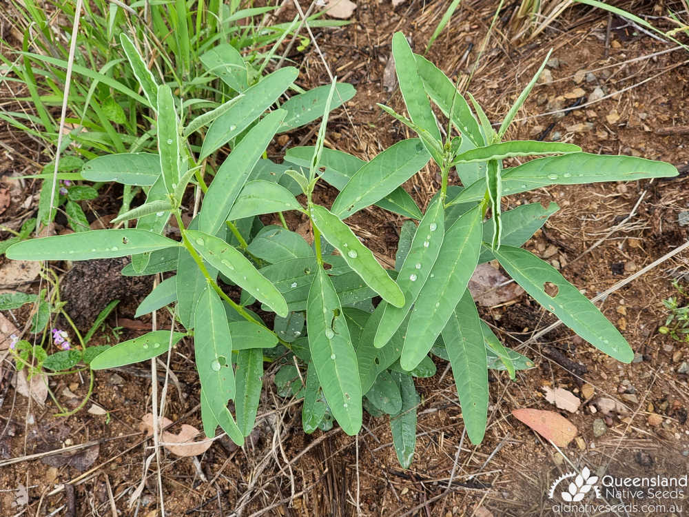 Crotalaria mitchellii subsp. laevis | juvenile plant | Queensland Native Seeds