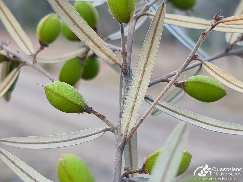 Hovea lorata | leaf undersides, capsules | Queensland Native Seeds