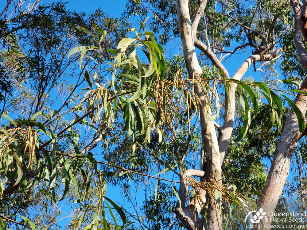 Acacia julifera | phyllodes, fruit | Queensland Native Seeds