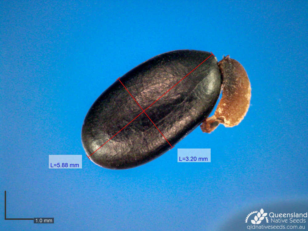 Acacia penninervis var. longiracemosa | microscope | Queensland Native Seeds