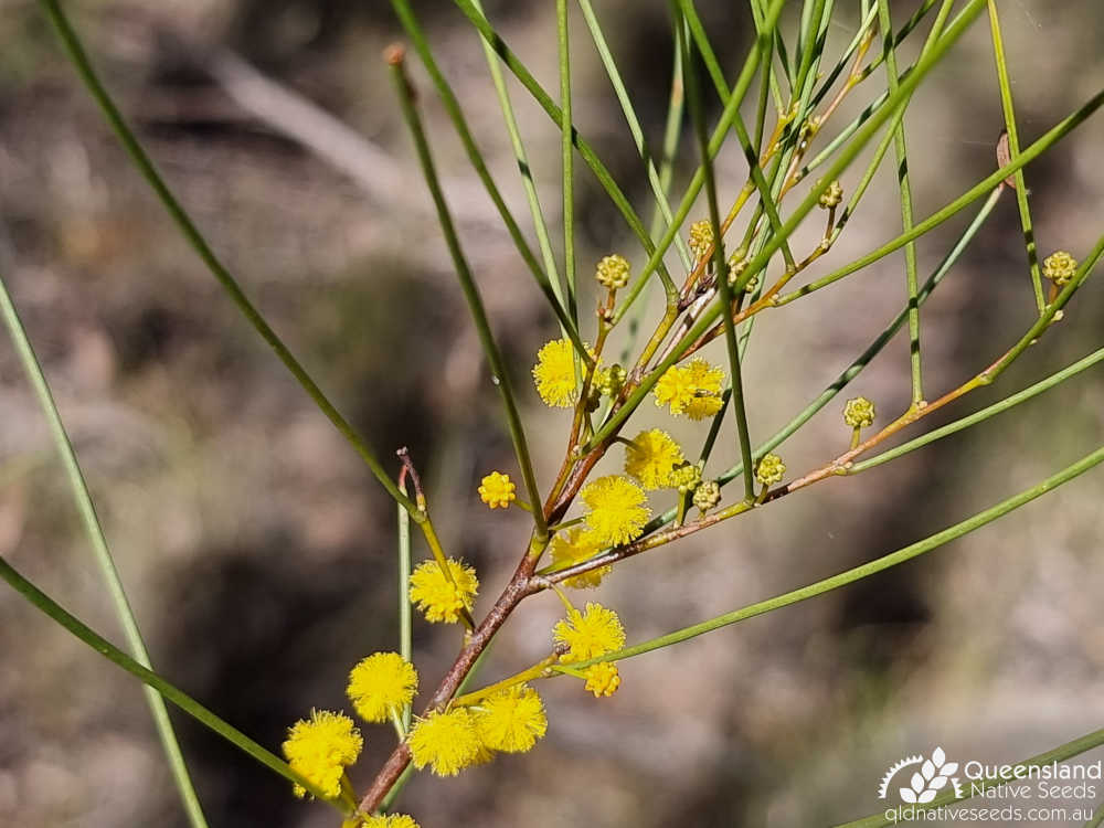 Acacia juncifolia | inflorescence, phyllode | Queensland Native Seeds