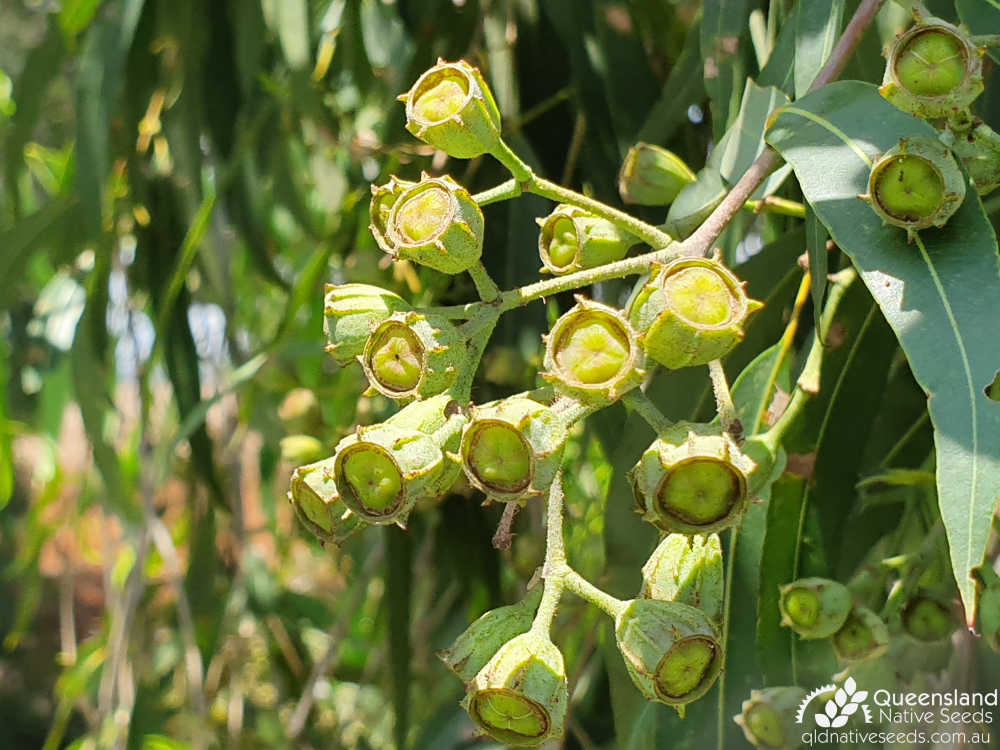 Angophora floribunda | fruit | Queensland Native Seeds