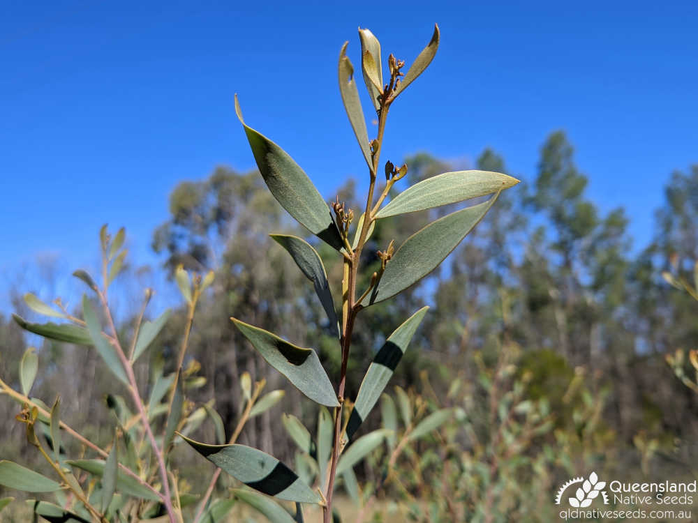 Acacia burrowii | phyllode, terminal growth | Queensland Native Seeds