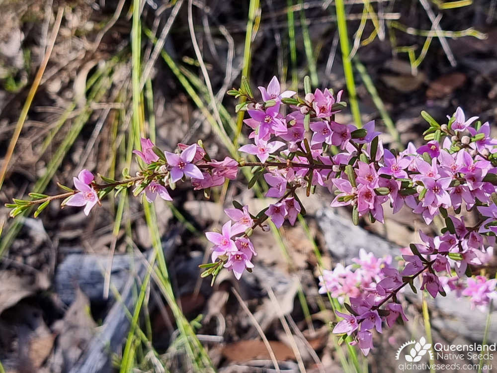 Boronia glabra | leaf, inflorescence | Queensland Native Seeds