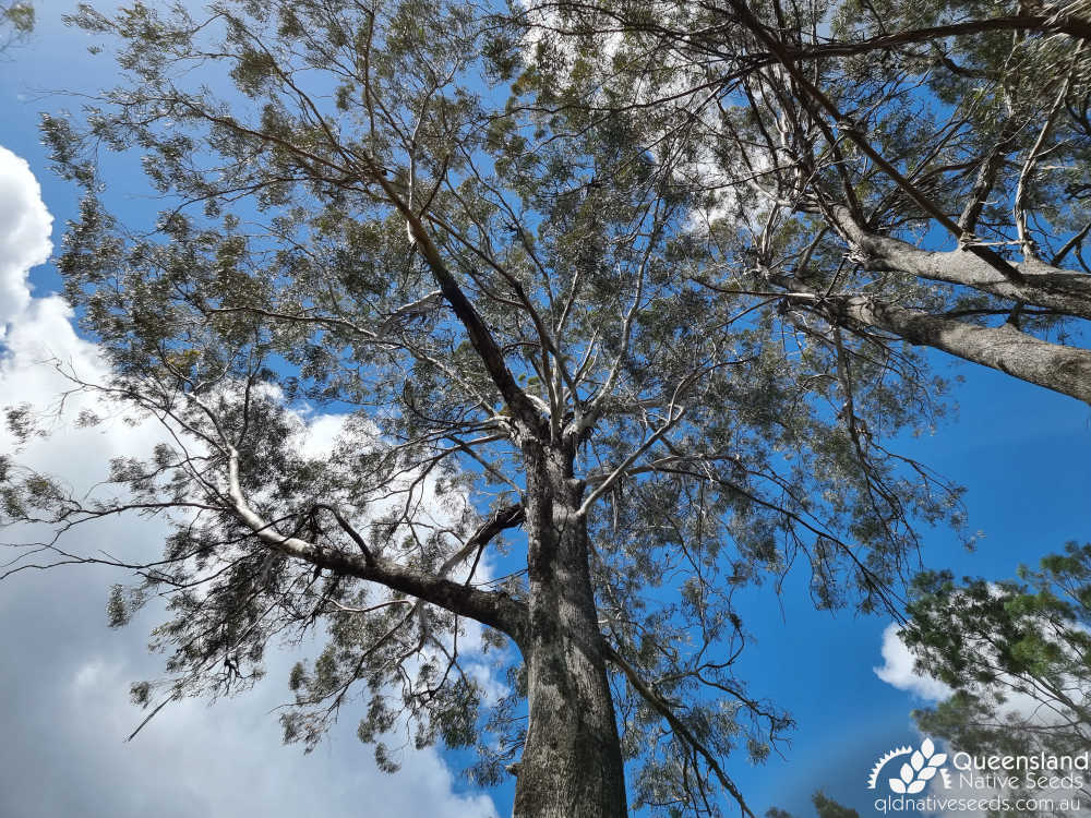 Eucalyptus pilligaensis | canopy | Queensland Native Seeds