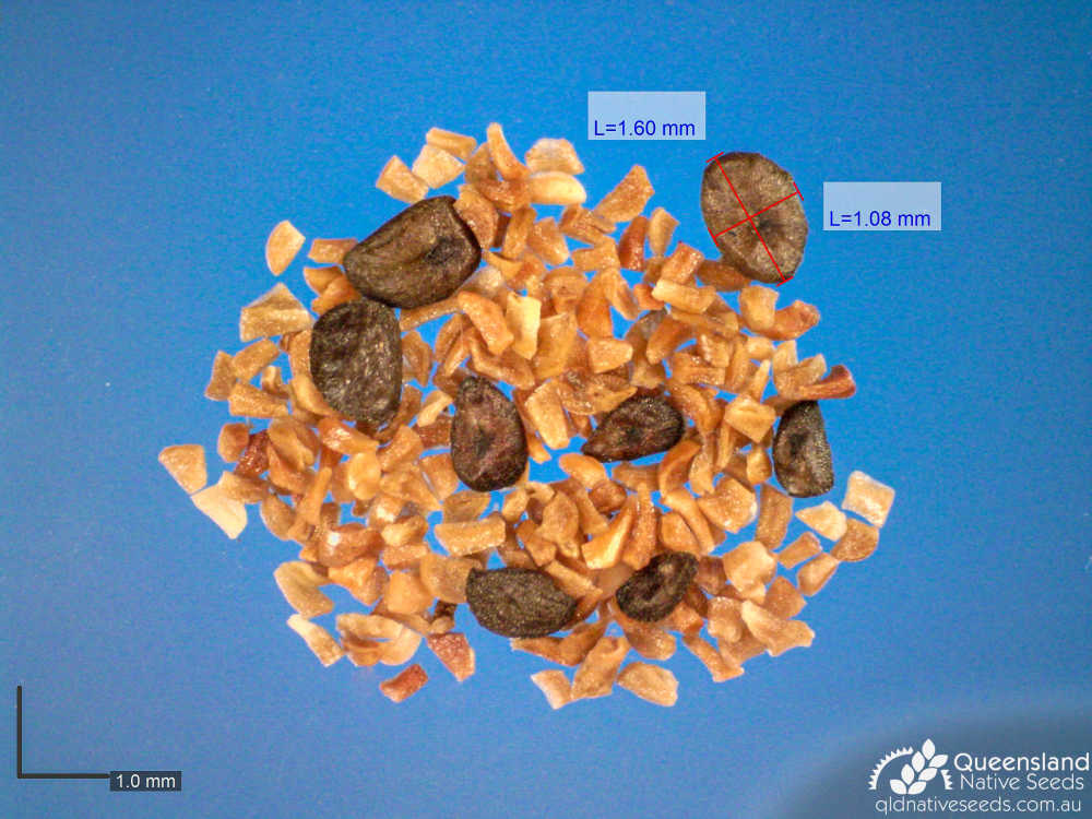 Eucalyptus crebra | microscope seed | Queensland Native Seeds
