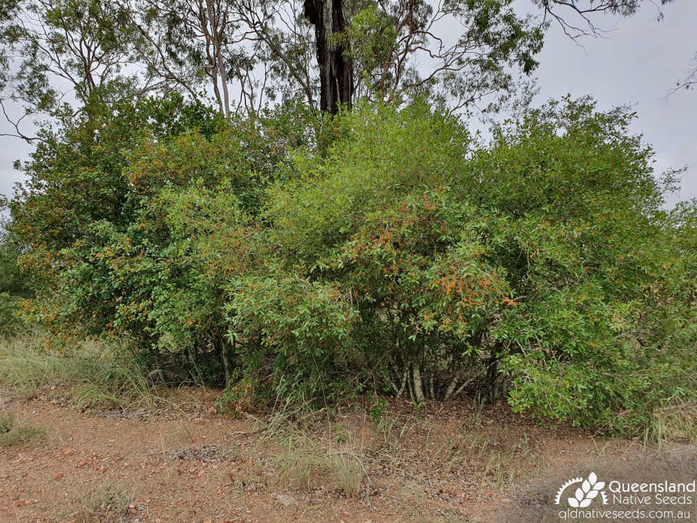 Denhamia bilocularis | habit | Queensland Native Seeds