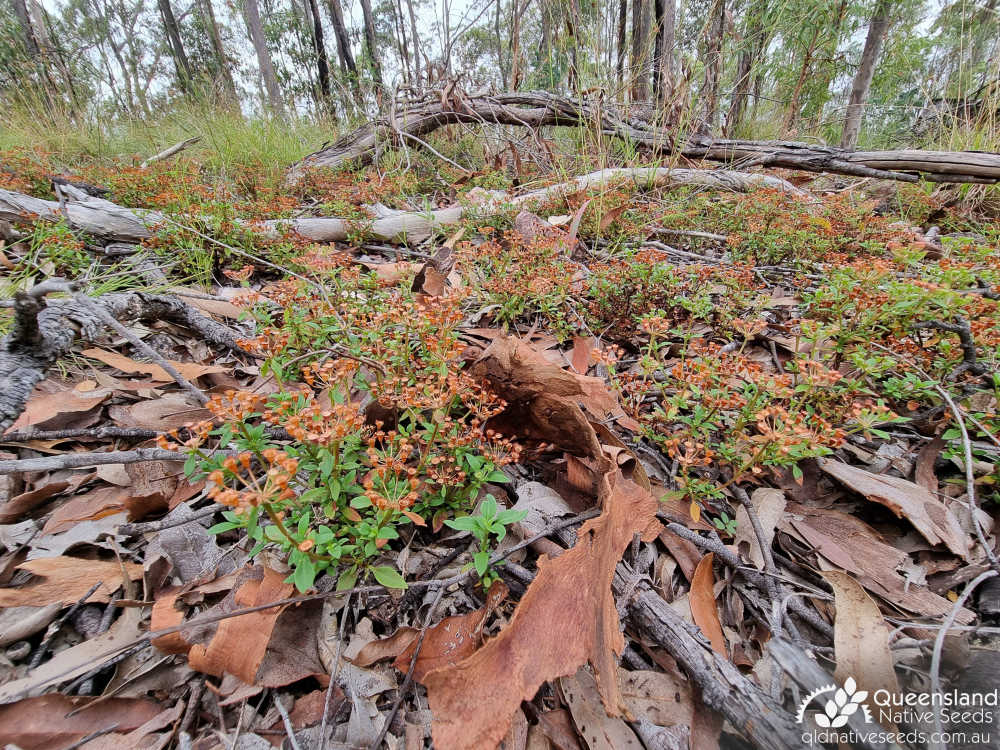 Pomax umbellata | habit, habitat | Queensland Native Seeds