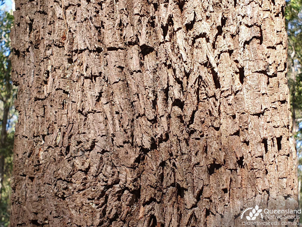 Allocasuarina torulosa | bark | Queensland Native Seeds