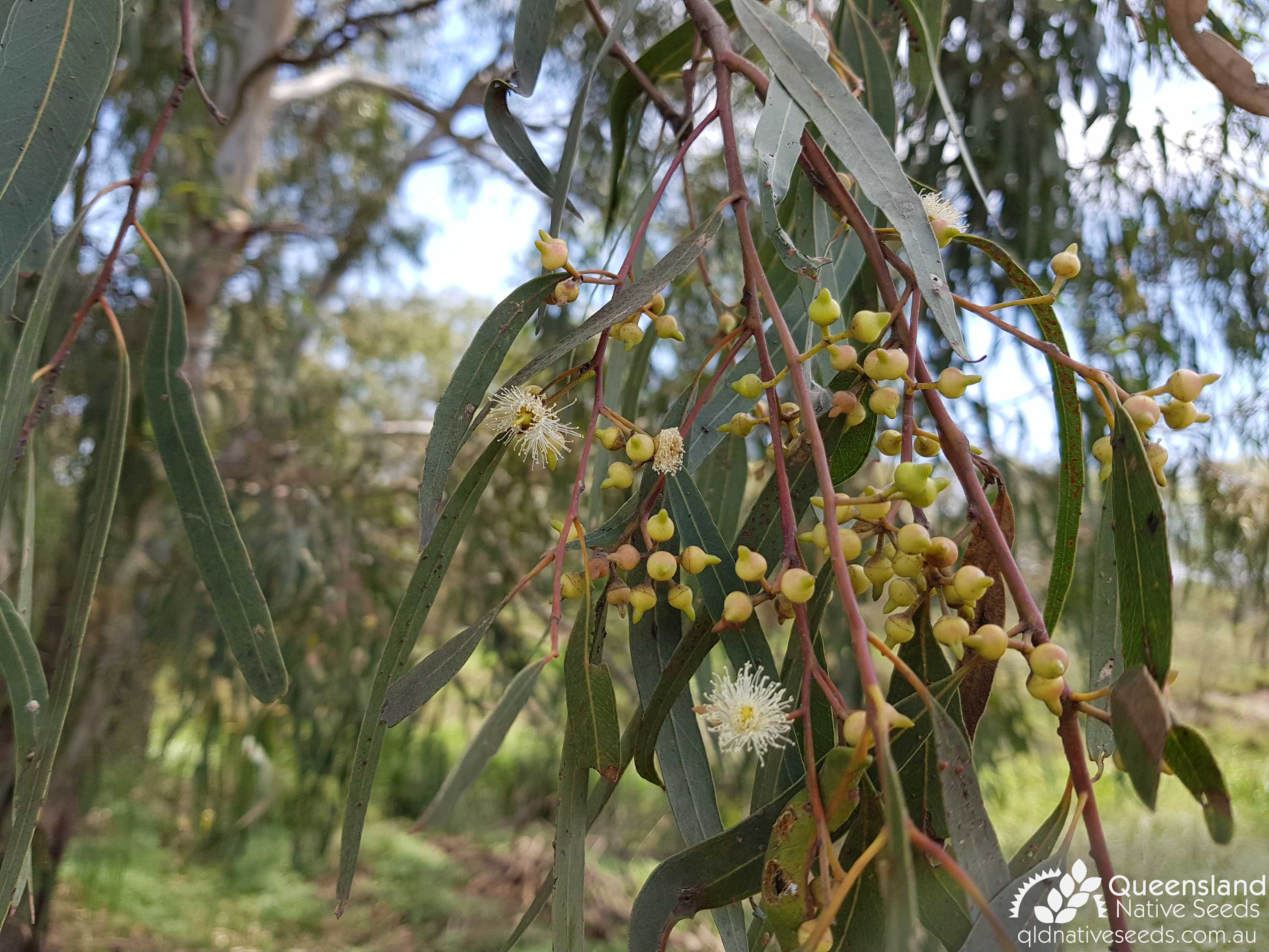 Eucalyptus camaldulensis "Red River Gum" Plant Profiles Queensland Native Seeds