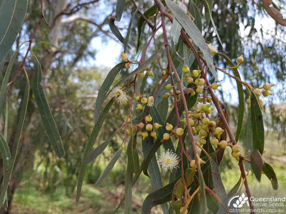 Eucalyptus camaldulensis | inflorescence, fruit | Queensland Native Seeds