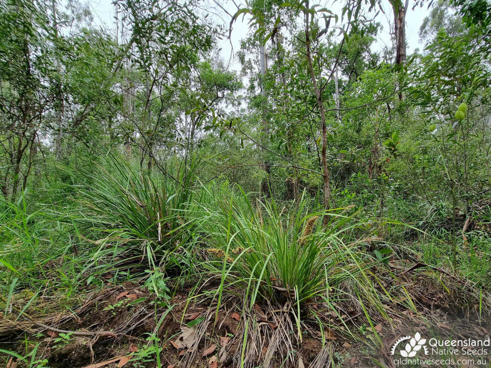 Lomandra longifolia | habit, habitat | Queensland Native Seeds