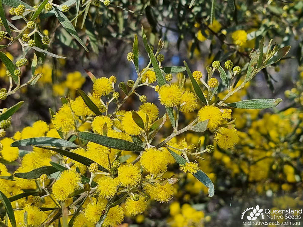 Acacia ixiophylla | inflorescence, phyllode | Queensland Native Seeds