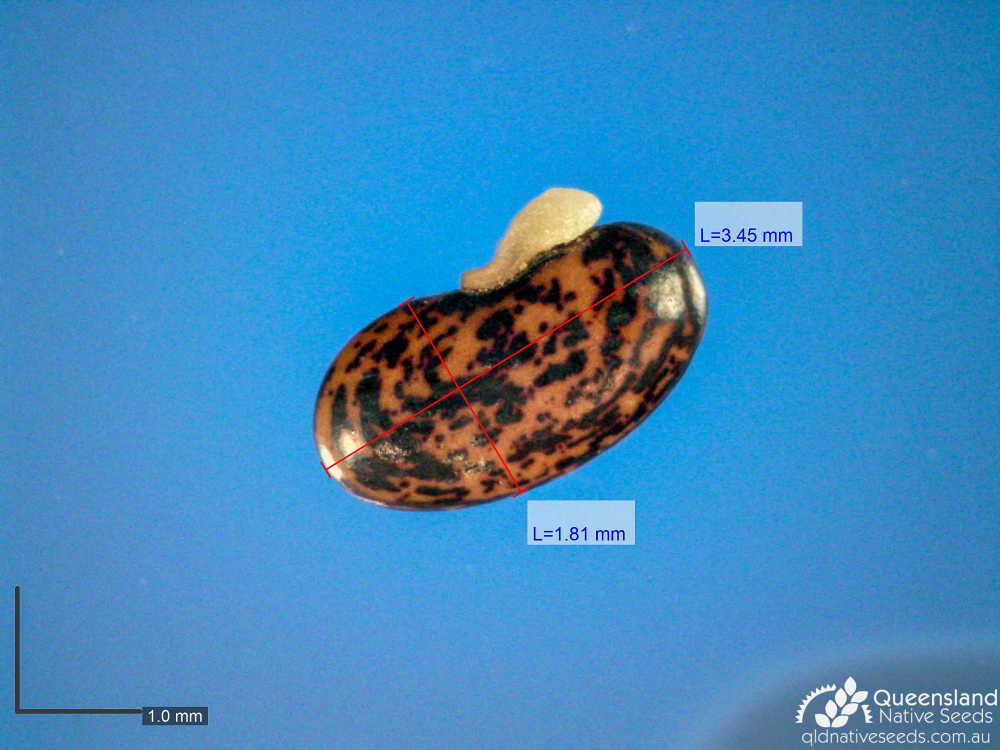 Daviesia filipes | microscope | Queensland Native Seeds