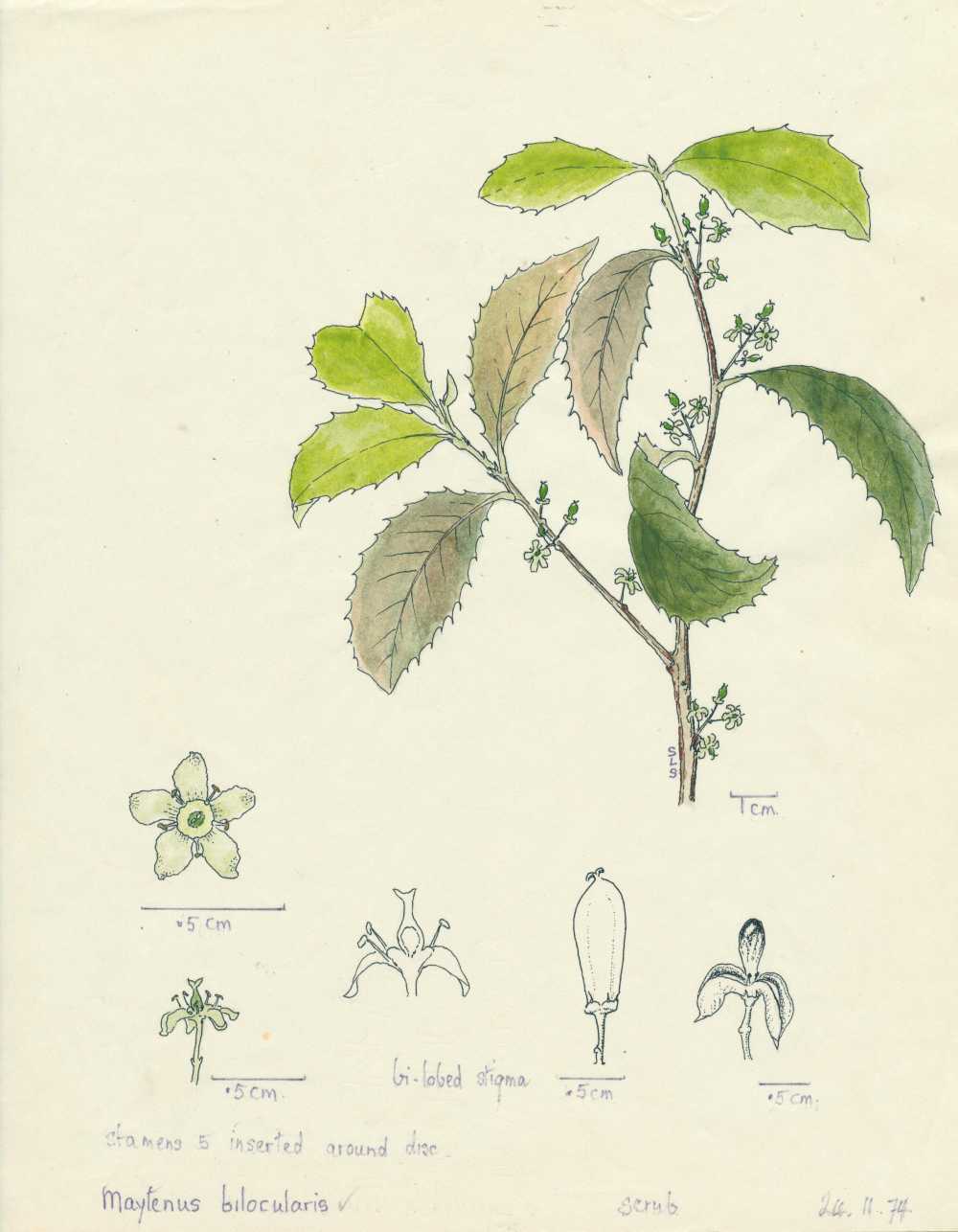 Denhamia bilocularis | depiction by Sylvia Seiler, Killara, West Boondooma | Queensland Native Seeds