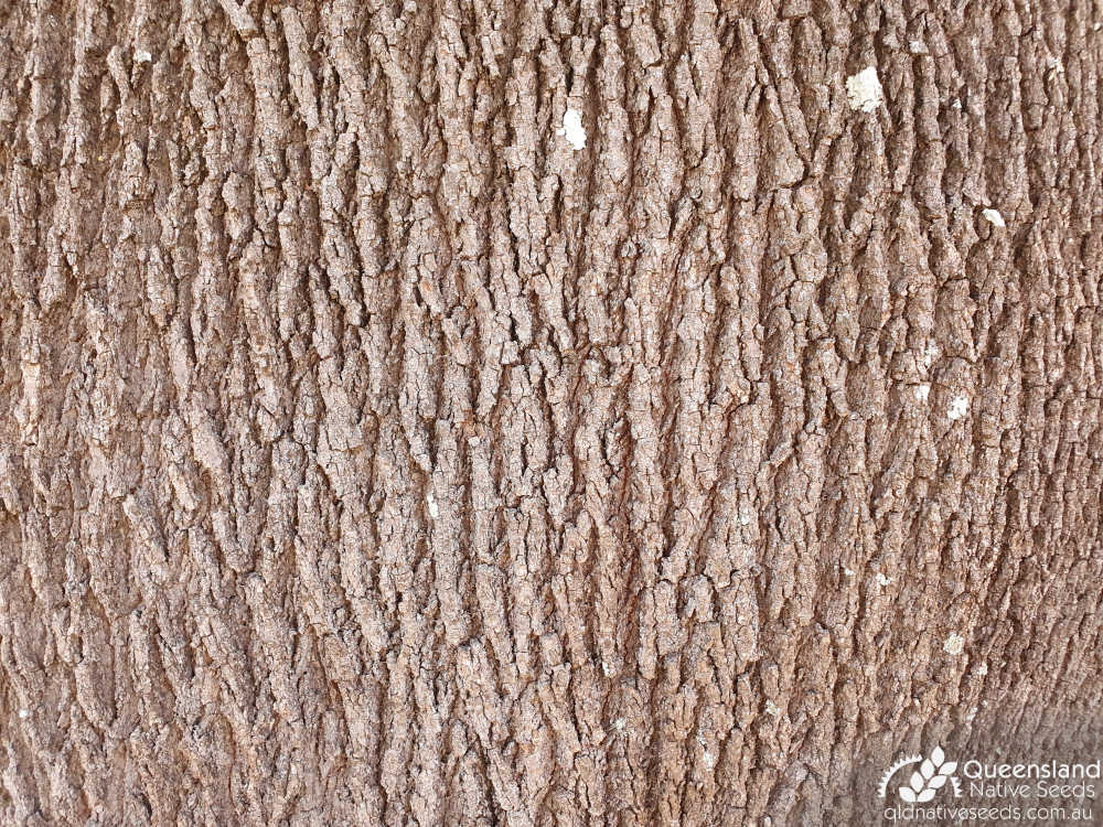 Brachychiton rupestris | bark | Queensland Native Seeds