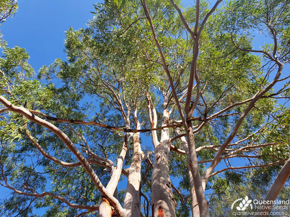 Angophora costata subsp. leiocarpa | trunk, canopy | Queensland Native Seeds