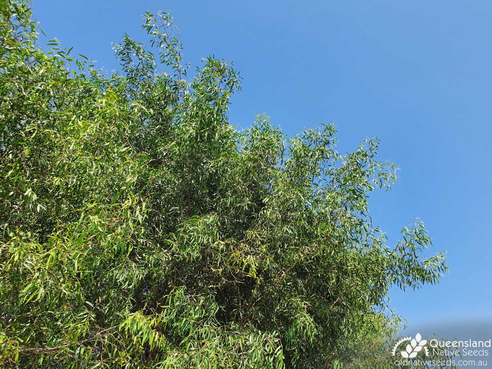 Ventilago viminalis | canopy | Queensland Native Seeds