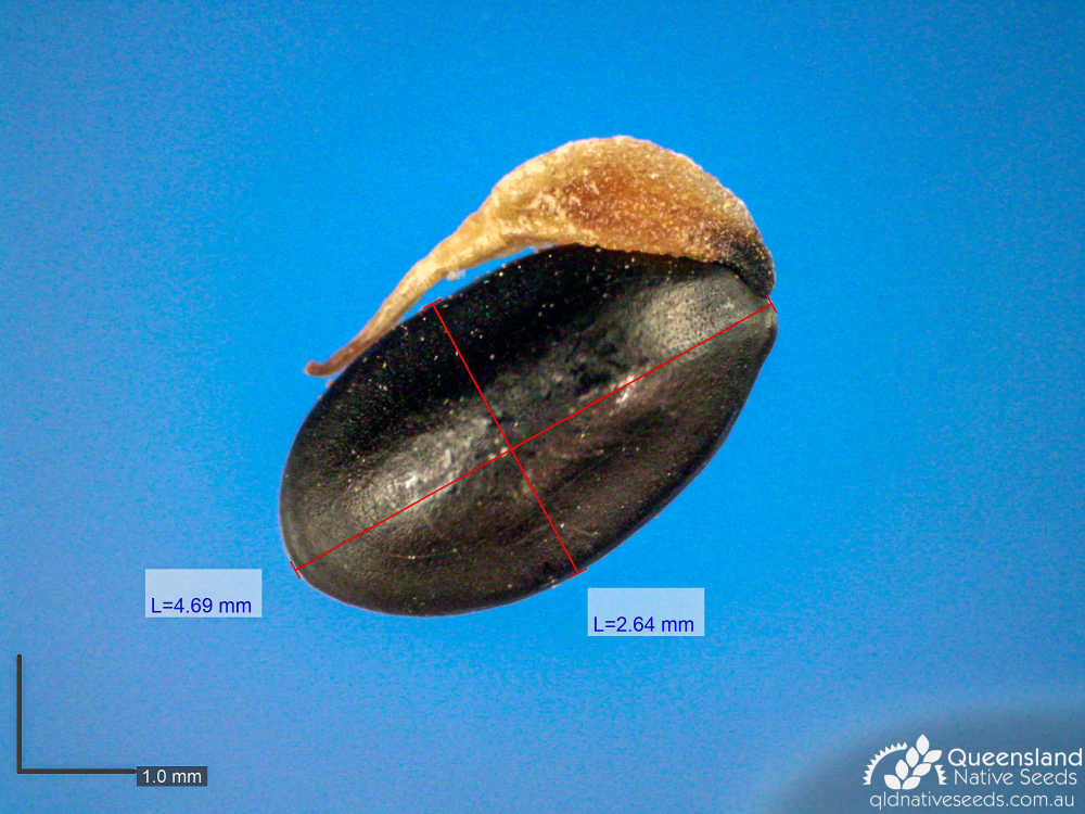Acacia fimbriata | microscope | Queensland Native Seeds