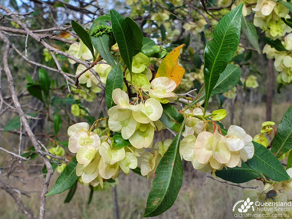 Dodonaea viscosa subsp. burmanniana | bracts | Queensland Native Seeds