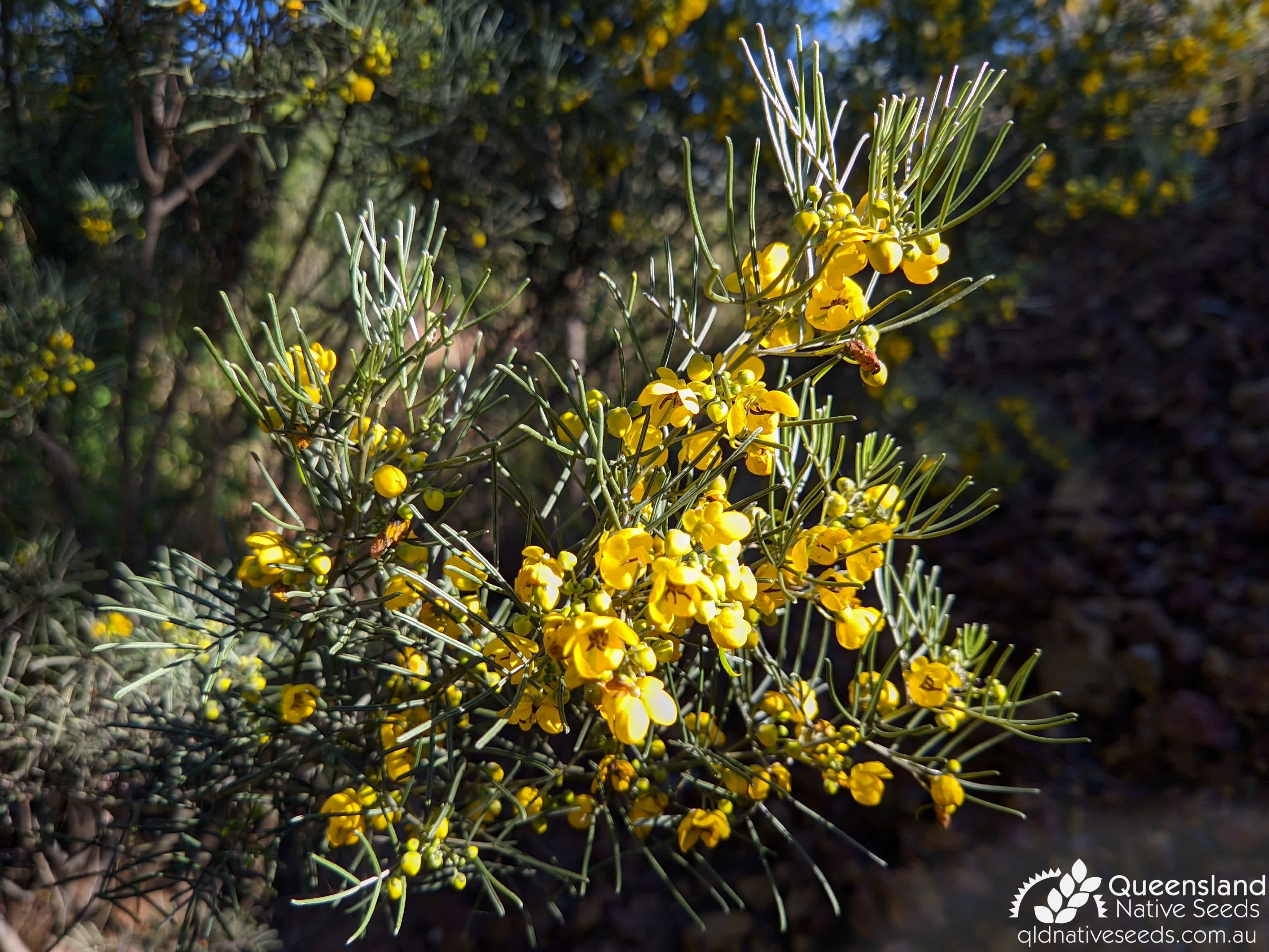 Senna Artemisioides Subsp Artemisioides Silver Cassia Plant Profiles Queensland Native Seeds 