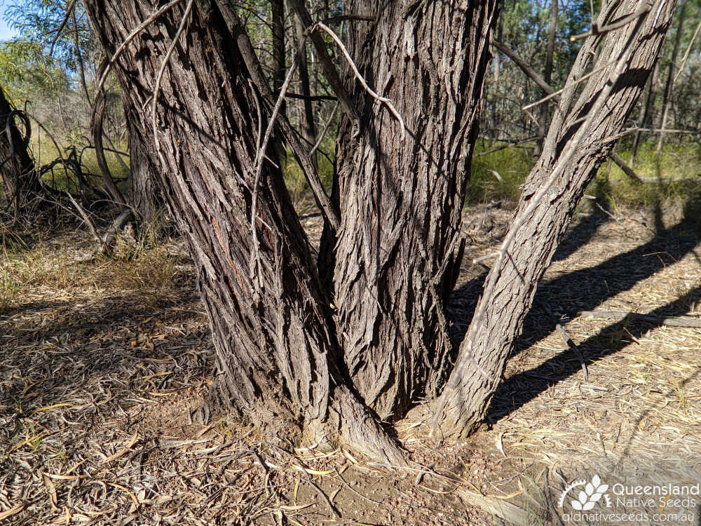 Acacia sparsiflora | trunk | Queensland Native Seeds
