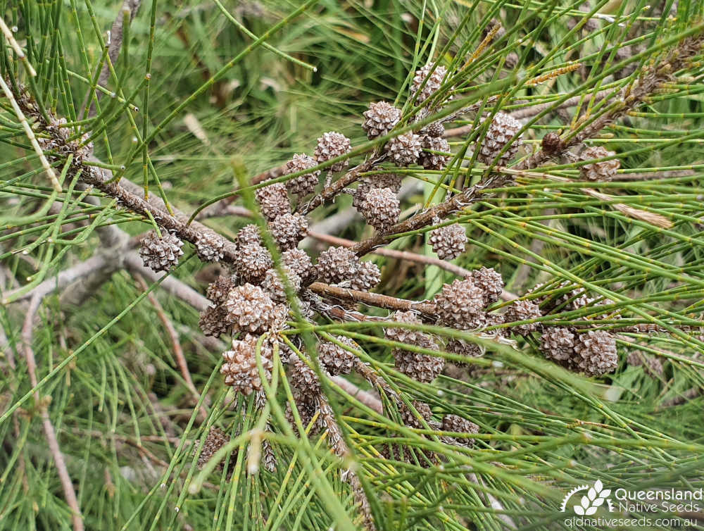 Casuarina cunninghamiana subsp. cunninghamiana | fruit | Queensland Native Seeds