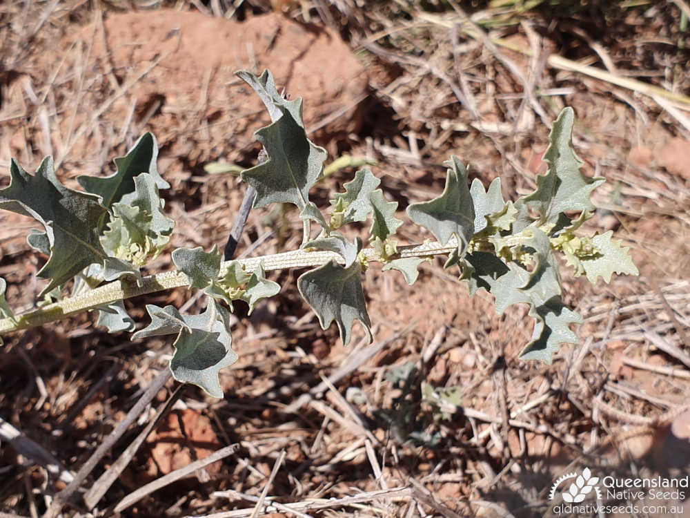 Atriplex muelleri | growing point | Queensland Native Seeds