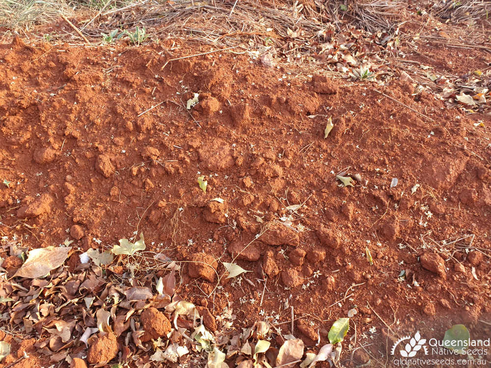 Flindersia australis | Edaphic site example (Laterite soil, Main Range Volcanics) | Queensland Native Seeds
