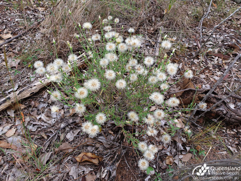 Vittadinia sulcata | habit | Queensland Native Seeds