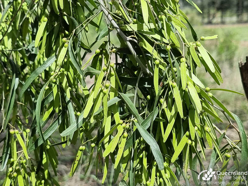 Ventilago viminalis | fruit | Queensland Native Seeds