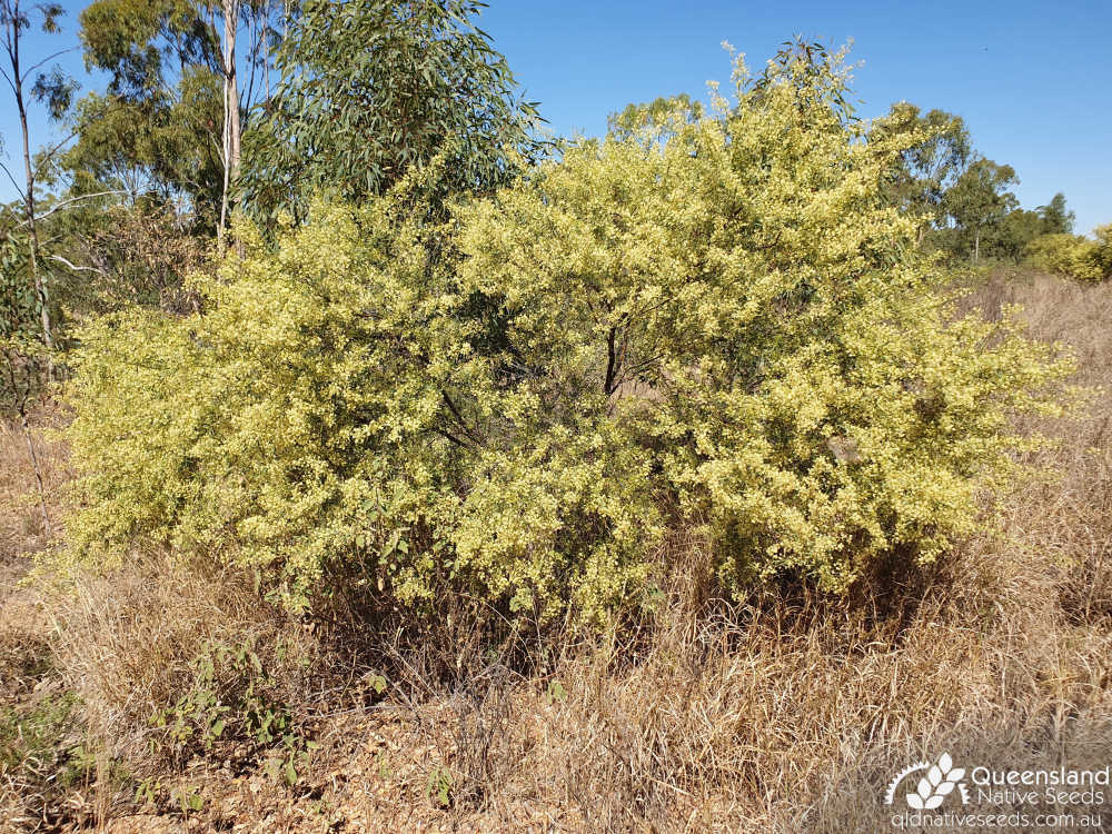 Acacia victoriae | habit | Queensland Native Seeds